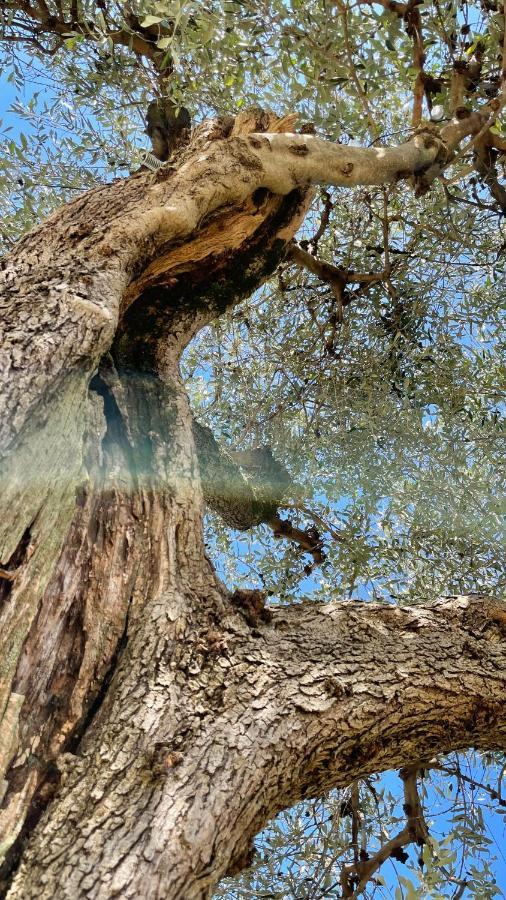 Foglie D'Argento Villa Moneglia Kültér fotó